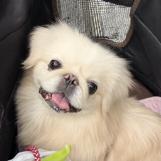 お利口さん❣️11/14品川の譲渡会に参加❣️