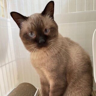 （ﾄﾗｲｱﾙ中！）人にも猫にも優しい『ぽんきち』♂