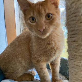 自由が大好きな濃い茶トラのミルくん