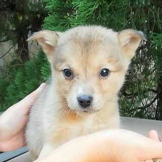 ★可愛い子犬★ひめちゃん　姉妹で待ってます