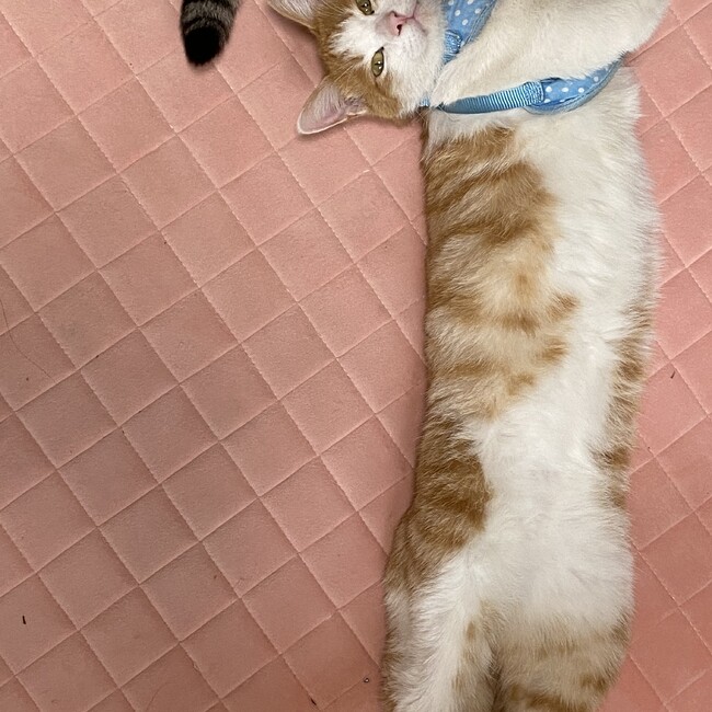 まゆまゆぱんだのカバー写真