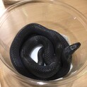 オリーブイエヘビ2歳