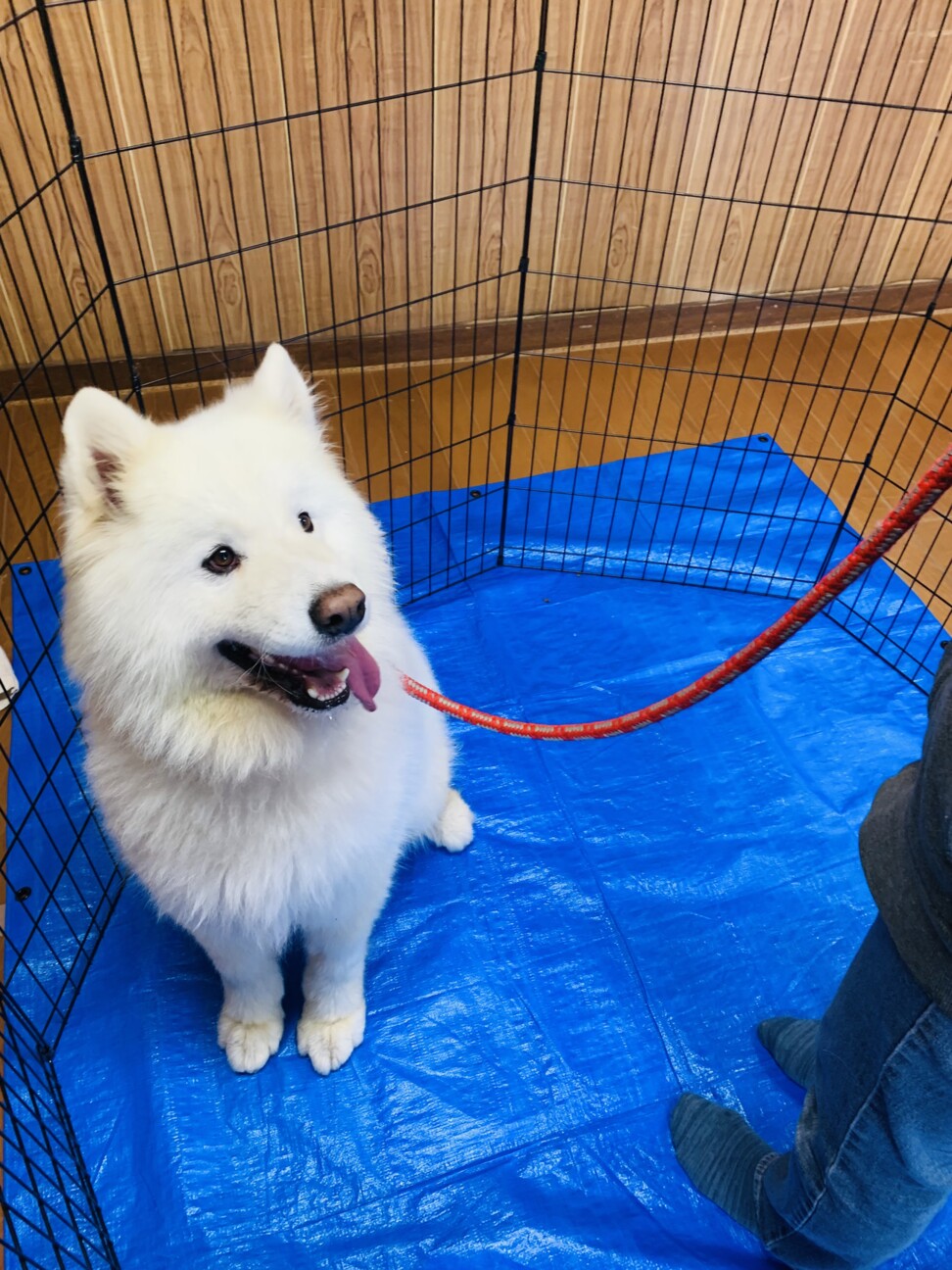 人懐こいサモエドのエドくん! サムネイル5