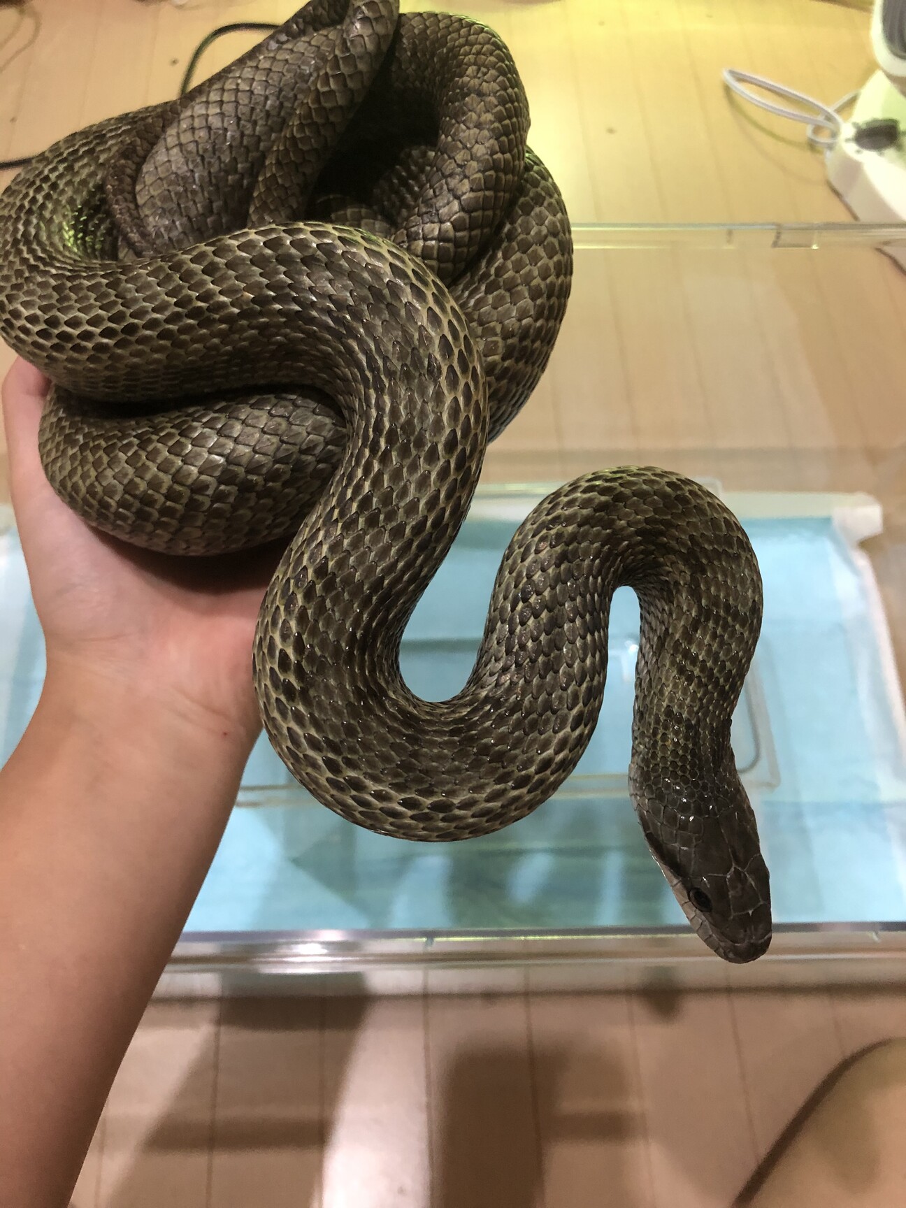 アオダイショウ フルアダルト 愛媛県 爬虫類 他の里親募集 ペットのおうち 月間利用者150万人