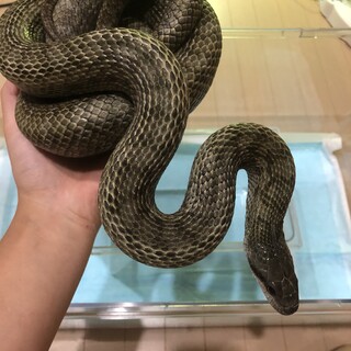 アオダイショウ　フルアダルト