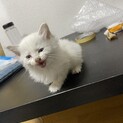 白猫長毛保護しました。
