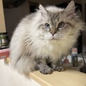 純血統ラパーマ 5歳 ママ猫引退猫ちゃん