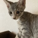 雑種のメス、5ヶ月てす。