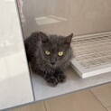 純血統ラパーマ  4歳  パパ猫引退猫ちゃん