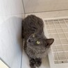 純血統ラパーマ  4歳  パパ猫引退猫ちゃん サムネイル2