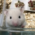 10月産まれゴールデンハムスターの赤ちゃん