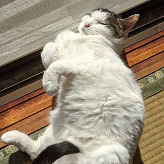 飼ってくださる方を探しています。