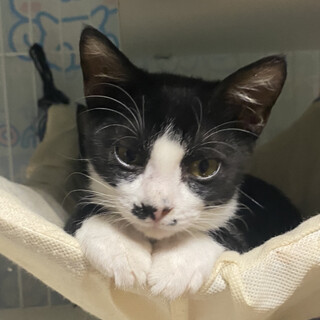 白黒ハチワレ、白靴下の兄妹の甘えん坊の男の子♡