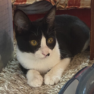 白黒ハチワレ兄妹の活発な可愛い女の子♡