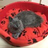 純血統ラパーマ  4歳  パパ猫引退猫ちゃん サムネイル3