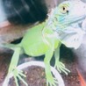 ちゃんこぬ