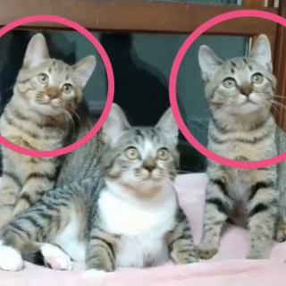 まんまるモフモフ姉妹