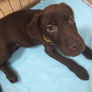 一旦募集中止します