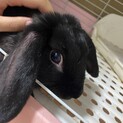 （急募）ロップイヤー♂11ヶ月