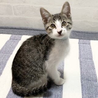 ミルクで育てた元気でゴロゴロな男の子☆