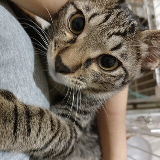 甘えん坊で元気いっぱい：タタン