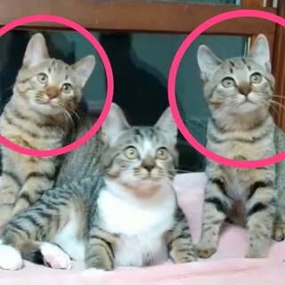 まんまるモフモフ姉妹