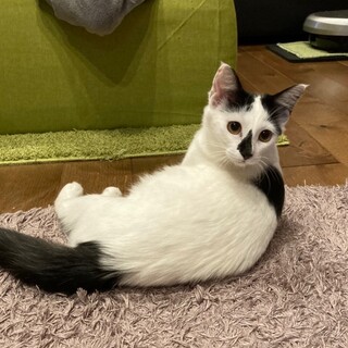 元気な美猫ちゃん♪