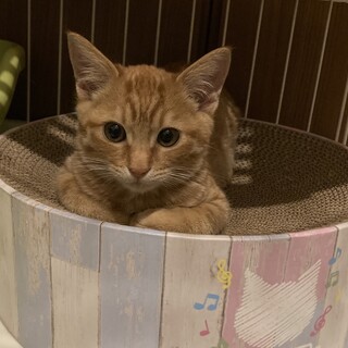 チャトラまめ助