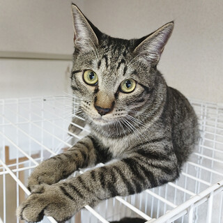 少し臆病、人馴れはOK！小熊のような可愛いパディン