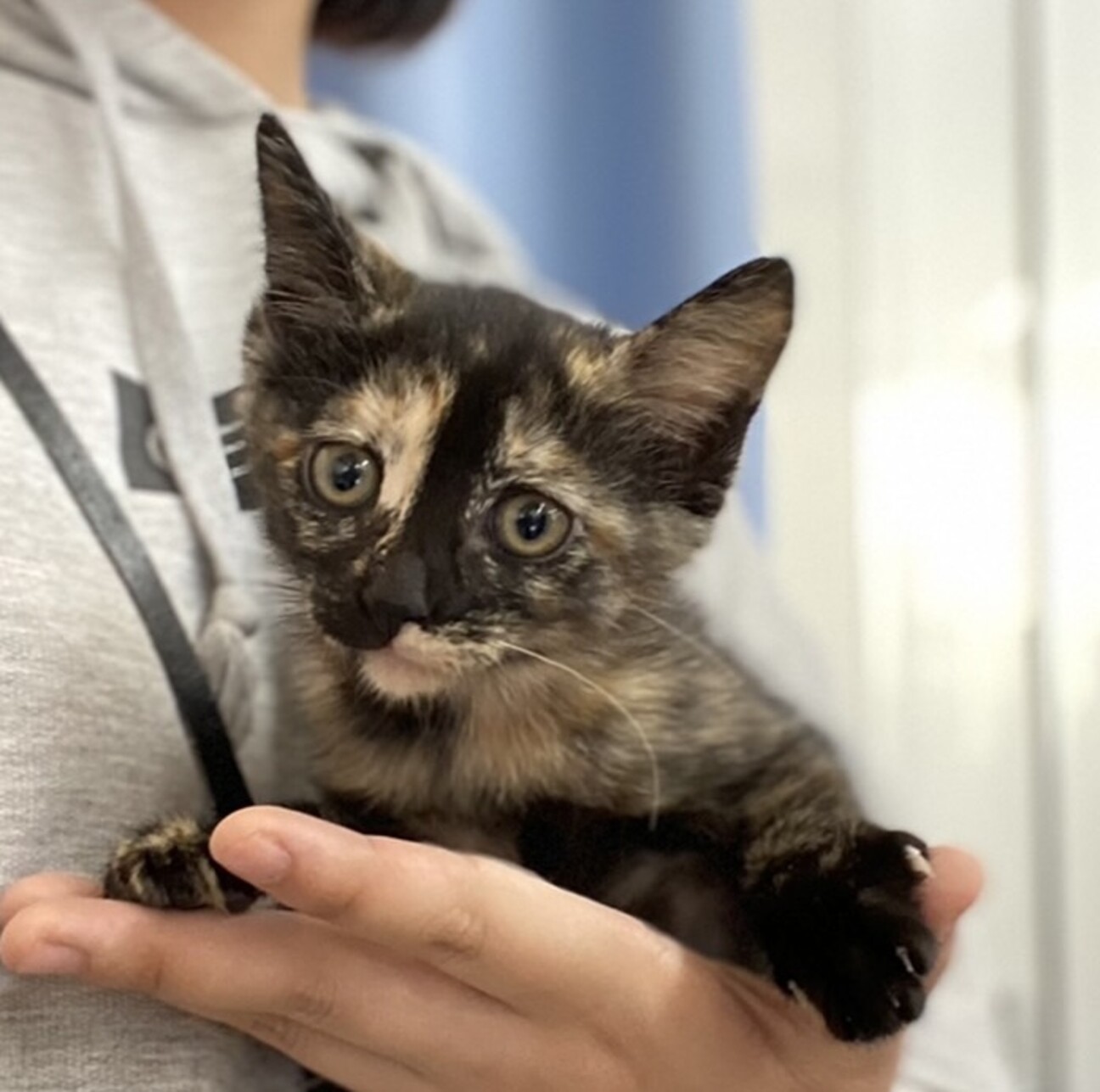 サビ柄 美人猫 おてんば 愛知県 猫の里親募集 ペットのおうち 月間利用者150万人 サビ柄 美人猫 おてんば 愛知県 猫の里親募集 ペットのおうち 月間利用者150万人