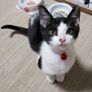 甘えん坊★ななちゃん