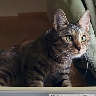 懐こくて元気いっぱい、寄り目も可愛いモフィン