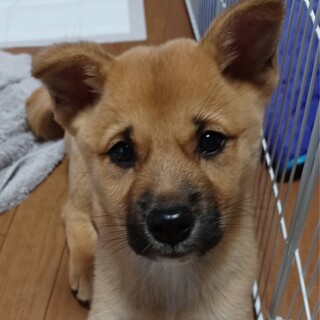 【里親さま募集中】Mちゃんの家族を探してます。
