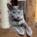 【アグスタ】猫と仲良しなグレーサビの女の子