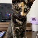 美人なサビちゃん★大人しくてマイペースです！