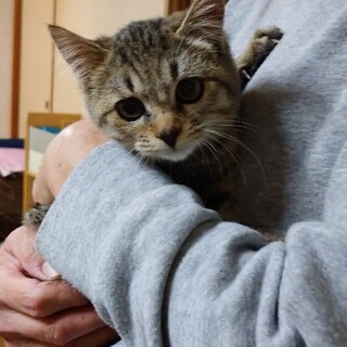 かわいいキジトラです。