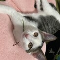 甘ったれにゃんこ♡グミ