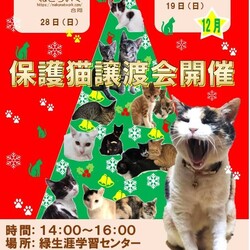 名古屋市緑区猫の譲渡会