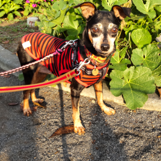 穏やかなミニピン♀️ミト