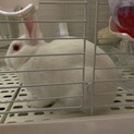 もうすぐ生後4ヶ月の子うさぎです