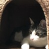 てつじん６