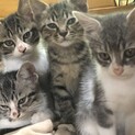 生後二ヶ月子猫　（四匹）