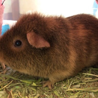 【里親募集】モルモットの里親さんを募集しています