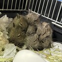 デグーの赤ちゃん