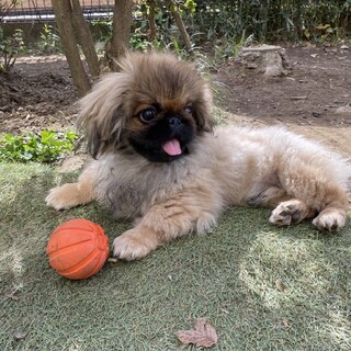 【ペギー】おかげさまで里親様が決まりました