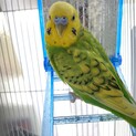 セキセイインコ♂お喋りも。