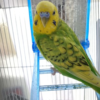 セキセイインコ♂お喋りも。