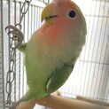人懐っこいコザクラインコちゃん
