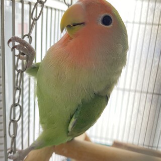 人懐っこいコザクラインコちゃん