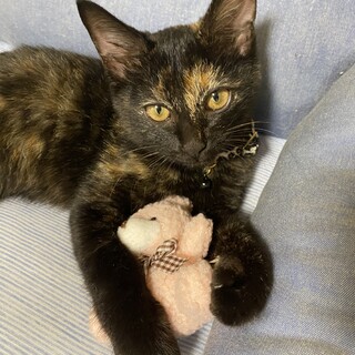 超甘えん坊なサビ柄の女の子里親様募集中！